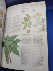 Plants of the Gods Origins of Hallucinogenic Use Schultes Evans Hoffman 1979